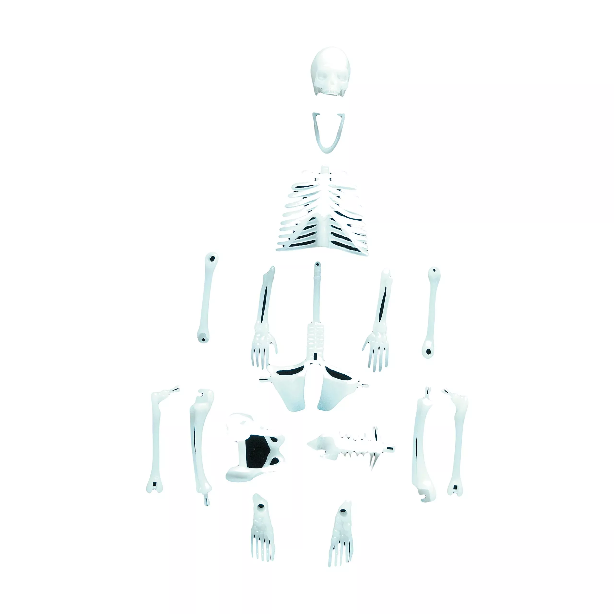 Copernicus Toys Glowing Human Skeleton 12" Multi Color Educational Toy