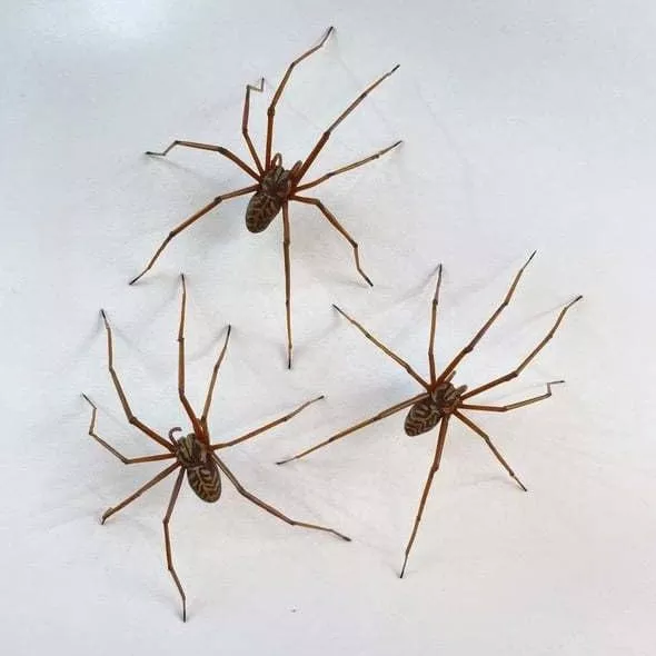Giant Spider Earrings