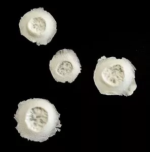 Woochie Bullet Holes Foam Prosthetic Appliance (FO167)