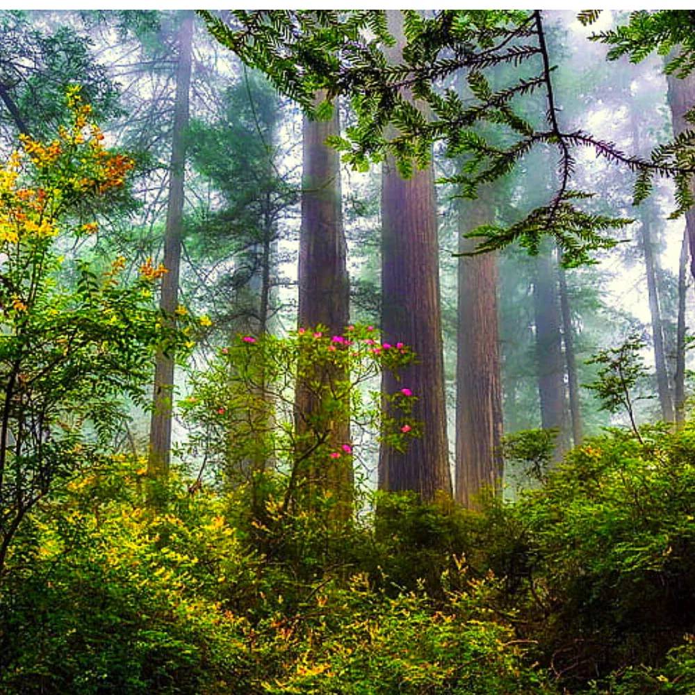 Woodland Mist Oil